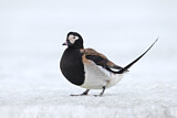 Image. Long-tailed Duck