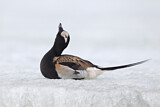 Image. Long-tailed Duck
