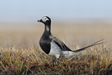 Image. Long-tailed Duck