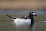 Image. Long-tailed Duck
