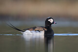 Image. Long-tailed Duck