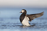 Image. Long-tailed Duck