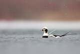 Image. Long-tailed Duck