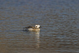 Image. Long-tailed Duck