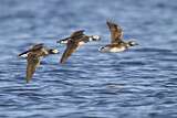 Image. Long-tailed Duck