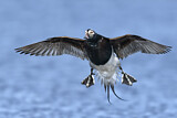 Image. Long-tailed Duck