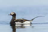 Image. Long-tailed Duck