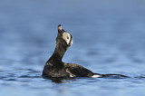 Image. Long-tailed Duck