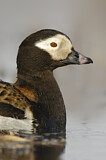 Image. Long-tailed Duck