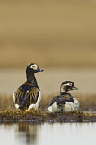 Image. Long-tailed Duck