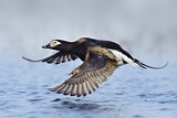Image. Long-tailed Duck