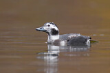 Image. Long-tailed Duck