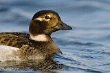 Image. Long-tailed Duck
