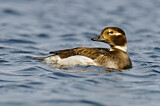 Image. Long-tailed Duck