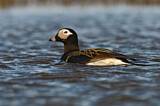 Image. Long-tailed Duck