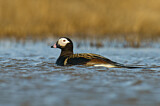 Image. Long-tailed Duck