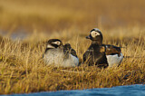 Image. Long-tailed Duck