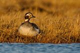 Image. Long-tailed Duck