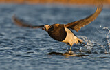 Image. Long-tailed Duck