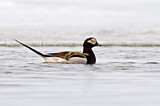 Image. Long-tailed Duck