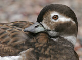 Image. Long-tailed Duck