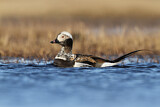 Image. Long-tailed Duck