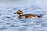 Image. Long-tailed Duck