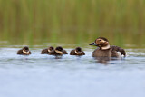 Image. Long-tailed Duck