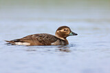 Image. Long-tailed Duck
