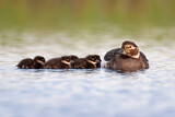 Image. Long-tailed Duck
