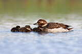 Image. Long-tailed Duck