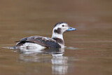 Image. Long-tailed Duck