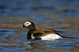 Image. Long-tailed Duck
