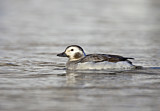 Image. Long-tailed Duck