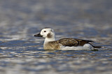 Image. Long-tailed Duck