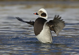 Image. Long-tailed Duck