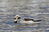 Image. Long-tailed Duck