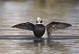 Image. Long-tailed Duck