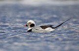 Image. Long-tailed Duck