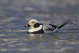 Image. Long-tailed Duck