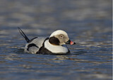 Image. Long-tailed Duck