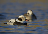 Image. Long-tailed Duck
