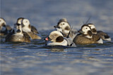 Image. Long-tailed Duck