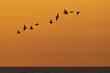Image. Long-tailed Duck