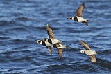 Image. Long-tailed Duck