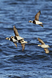 Image. Long-tailed Duck