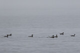 Image. Long-tailed Duck