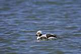 Image. Long-tailed Duck