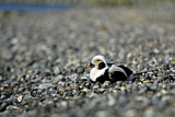 Image. Long-tailed Duck