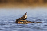 Image. Long-tailed Duck